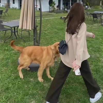 猫样少女